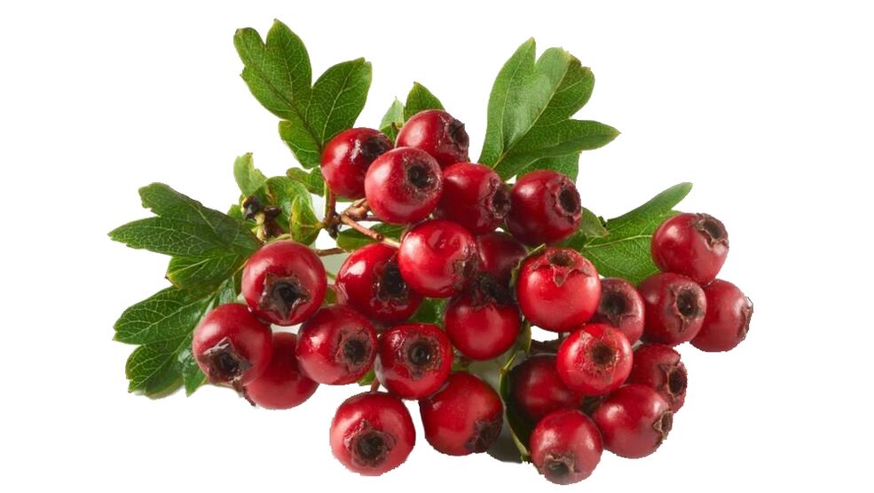 Hawthorn στο Tonerin